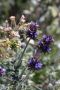 13JoshuaTree - 42